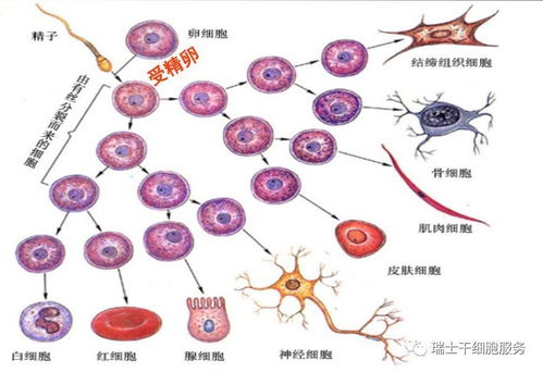 情绪如何影响癌症治疗？从细胞回输角度看人体干细胞技术的潜力