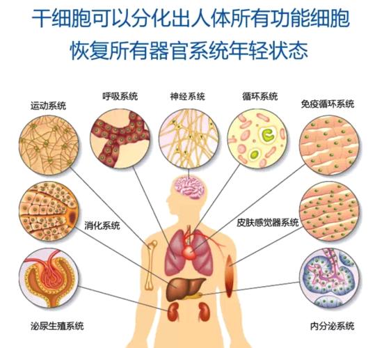 揭秘自然界的再生奇迹 干细胞技术让器官再生成为可能